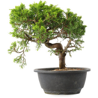 Juniperus chinensis Itoigawa, 25 cm, ± 15 anni