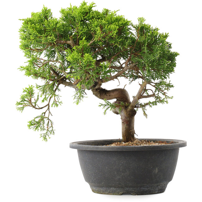 Juniperus chinensis Itoigawa, 25 cm, ± 15 years old