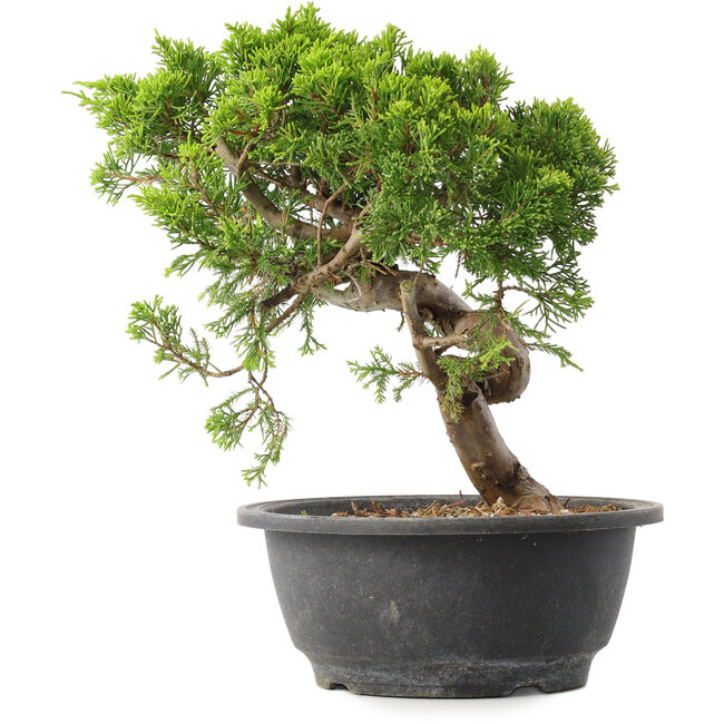 Juniperus chinensis Itoigawa, 25 cm, ± 15 ans