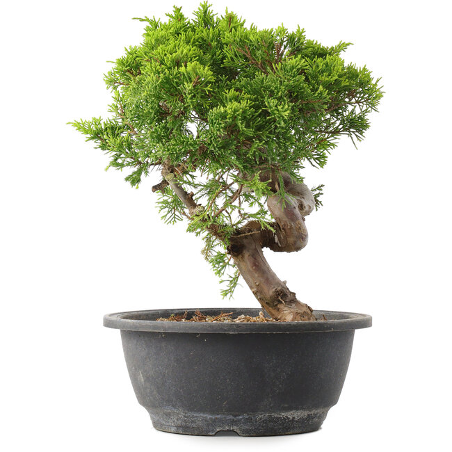 Juniperus chinensis Itoigawa, 25 cm, ± 15 jaar oud