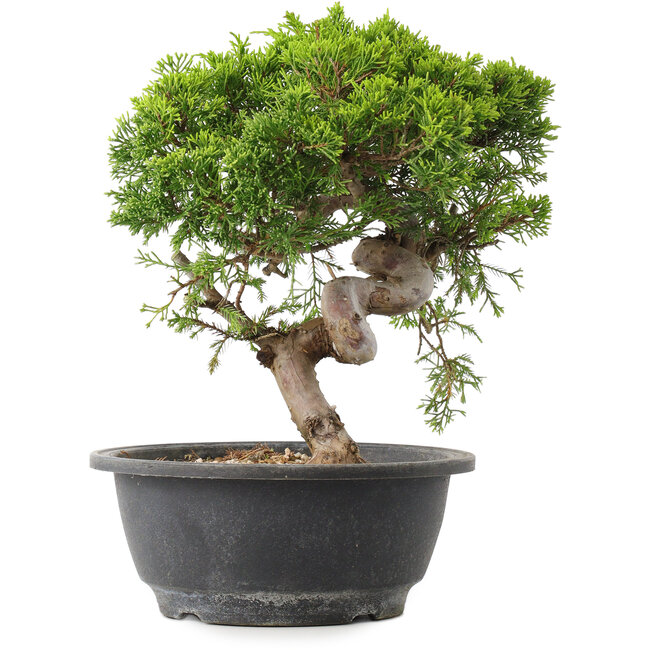 Juniperus chinensis Itoigawa, 25 cm, ± 15 jaar oud