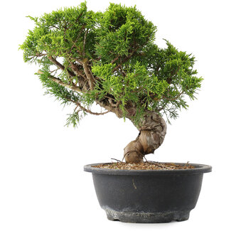 Juniperus chinensis Itoigawa, 25,5 cm, ± 15 Jahre alt