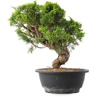 Juniperus chinensis Itoigawa, 25,5 cm, ± 15 years old