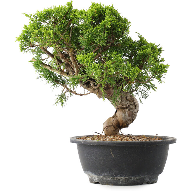 Juniperus chinensis Itoigawa, 25,5 cm, ± 15 Jahre alt