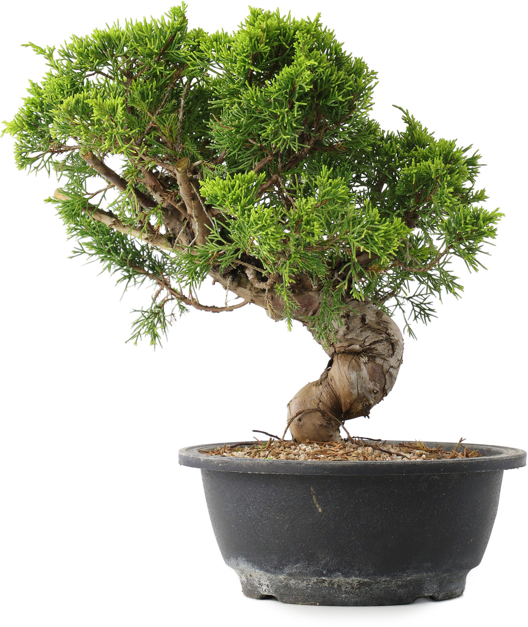 indoor bonsai shop Bonsai Trees Indoor Bonsai Plants
