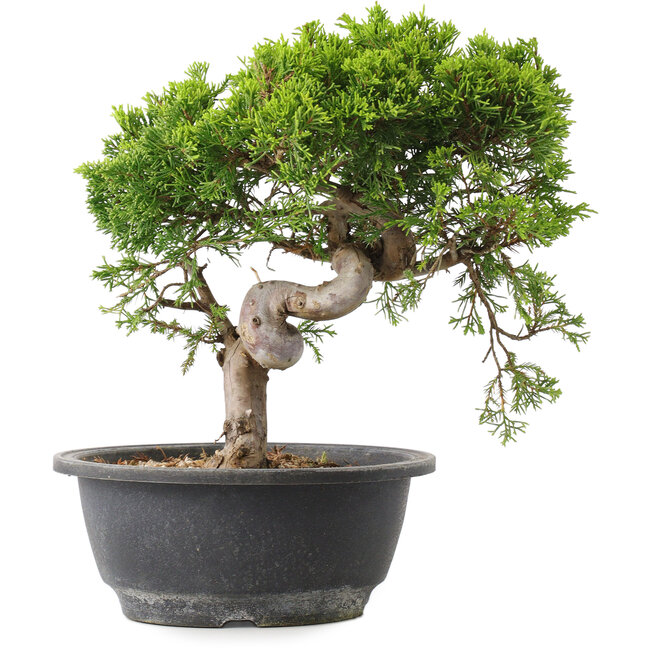 Juniperus chinensis Itoigawa, 25 cm, ± 15 anni
