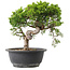 Juniperus chinensis Itoigawa, 25 cm, ± 15 jaar oud