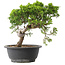 Juniperus chinensis Itoigawa, 25 cm, ± 15 jaar oud