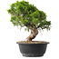 Juniperus chinensis Itoigawa, 25,5 cm, ± 15 jaar oud