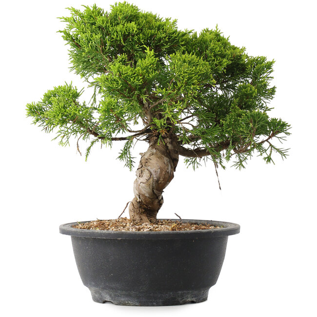 Juniperus chinensis Itoigawa, 25,5 cm, ± 15 anni