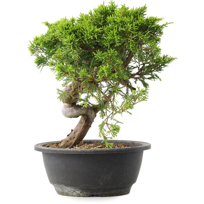 Juniperus chinensis Itoigawa, 25 cm, ± 15 años