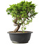 Juniperus chinensis Itoigawa, 25 cm, ± 15 jaar oud