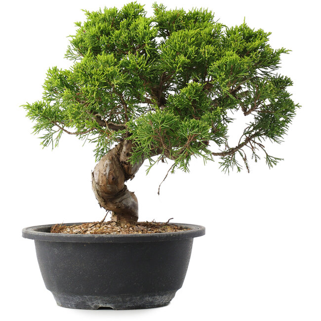 Juniperus chinensis Itoigawa, 25,5 cm, ± 15 ans