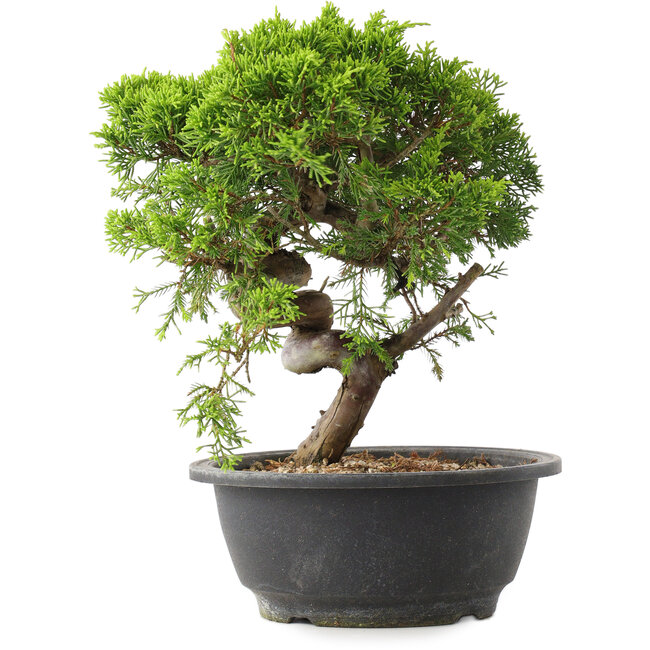 Juniperus chinensis Itoigawa, 25 cm, ± 15 ans