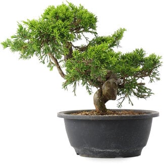 Juniperus chinensis Itoigawa, 22,5 cm, ± 15 jaar oud