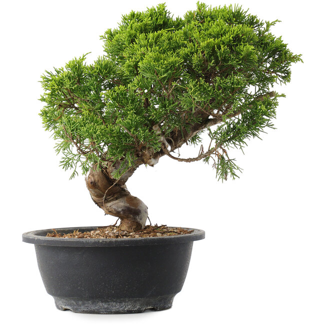Juniperus chinensis Itoigawa, 25,5 cm, ± 15 años