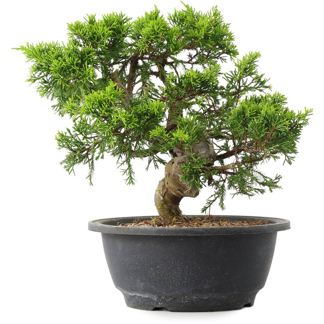Juniperus chinensis Itoigawa, 22,5 cm, ± 15 ans