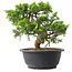 Juniperus chinensis Itoigawa, 22,5 cm, ± 15 jaar oud