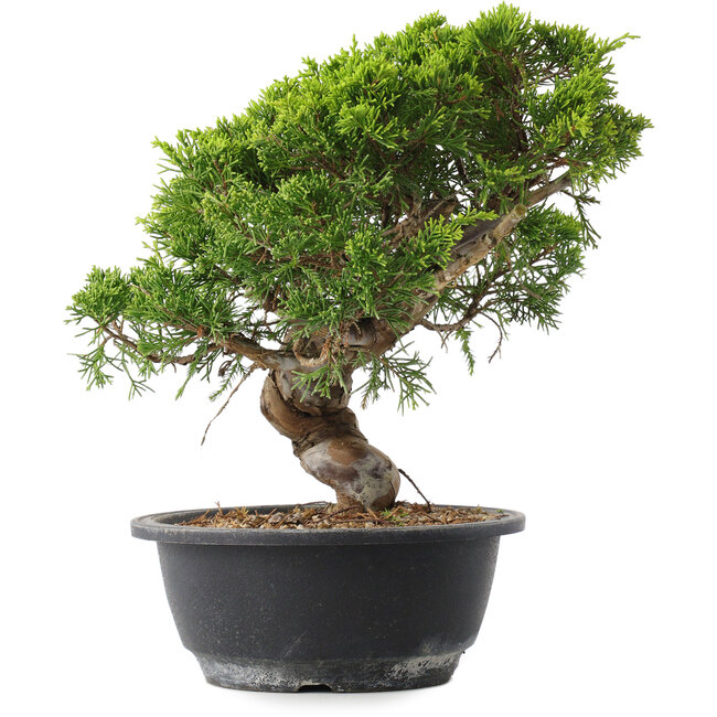 Juniperus chinensis Itoigawa, 25,5 cm, ± 15 años