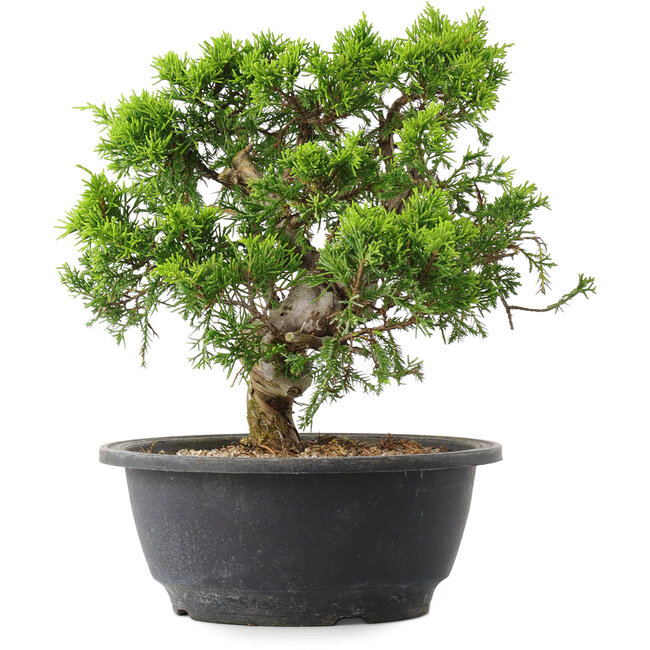 Juniperus chinensis Itoigawa, 22,5 cm, ± 15 ans