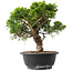 Juniperus chinensis Itoigawa, 25,5 cm, ± 15 jaar oud