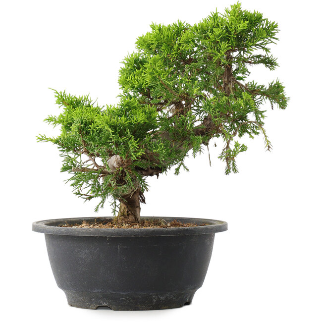 Juniperus chinensis Itoigawa, 22,5 cm, ± 15 jaar oud
