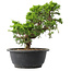 Juniperus chinensis Itoigawa, 22,5 cm, ± 15 jaar oud