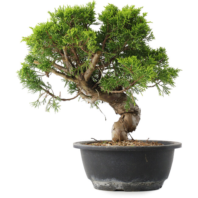 Juniperus chinensis Itoigawa, 25,5 cm, ± 15 años