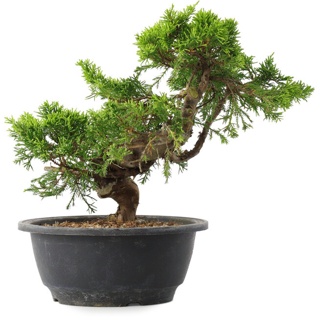 Juniperus chinensis Itoigawa, 22,5 cm, ± 15 jaar oud