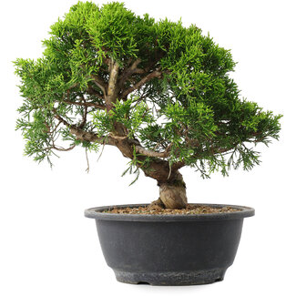 Juniperus chinensis Itoigawa, 24,5 cm, ± 15 years old