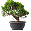 Juniperus chinensis Itoigawa, 24,5 cm, ± 15 jaar oud