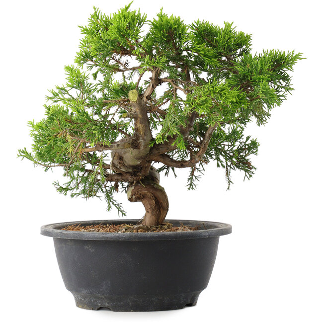 Juniperus chinensis Itoigawa, 22,5 cm, ± 15 Jahre alt
