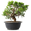 Juniperus chinensis Itoigawa, 22,5 cm, ± 15 Jahre alt