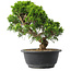 Juniperus chinensis Itoigawa, 24,5 cm, ± 15 anni