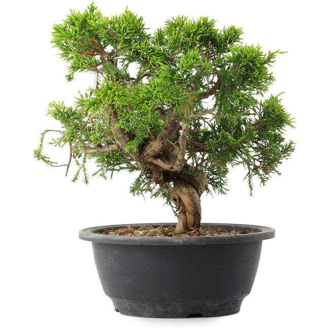Juniperus chinensis Itoigawa, 22,5 cm, ± 15 Jahre alt