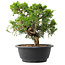 Juniperus chinensis Itoigawa, 22,5 cm, ± 15 Jahre alt