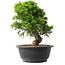 Juniperus chinensis Itoigawa, 24,5 cm, ± 15 years old