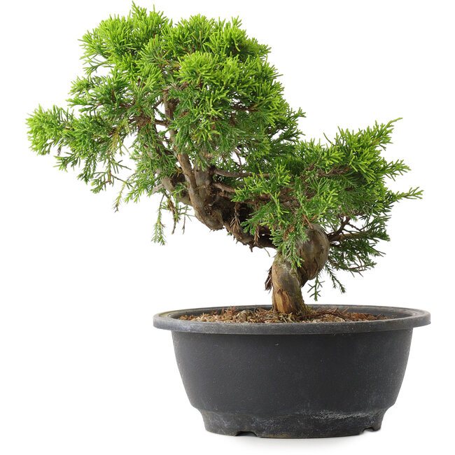 Juniperus chinensis Itoigawa, 22,5 cm, ± 15 years old