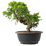 Juniperus chinensis Itoigawa, 22,5 cm, ± 15 Jahre alt