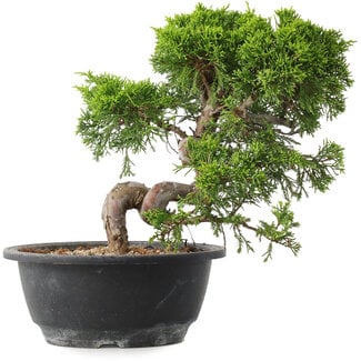 Juniperus chinensis Itoigawa, 23,5 cm, ± 15 jaar oud