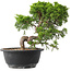 Juniperus chinensis Itoigawa, 23,5 cm, ± 15 years old