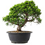 Juniperus chinensis Itoigawa, 24,5 cm, ± 15 Jahre alt