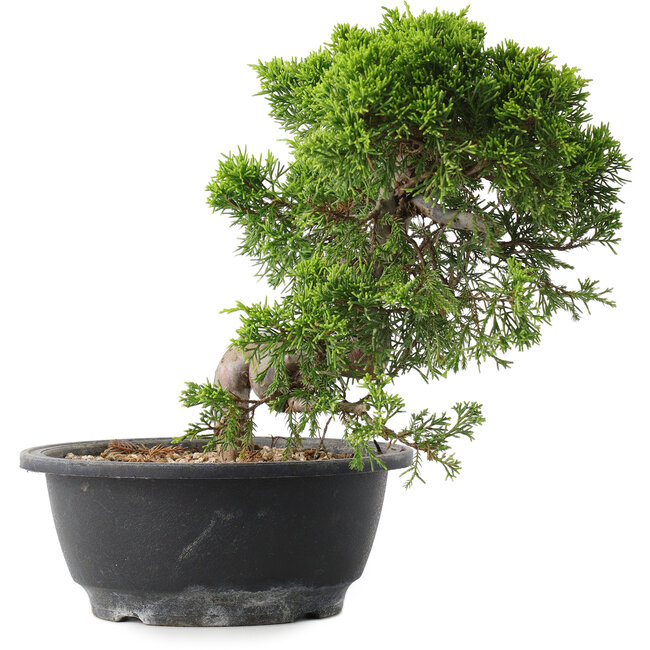 Juniperus chinensis Itoigawa, 23,5 cm, ± 15 años