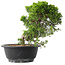 Juniperus chinensis Itoigawa, 23,5 cm, ± 15 jaar oud