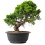 Juniperus chinensis Itoigawa, 24,5 cm, ± 15 anni