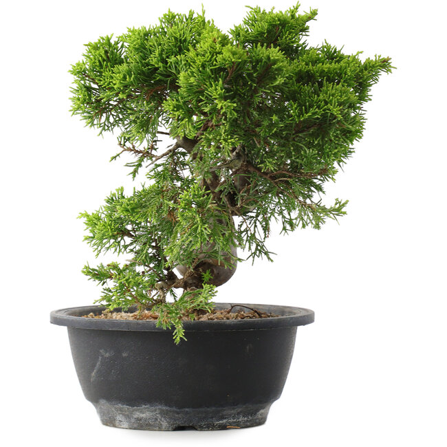 Juniperus chinensis Itoigawa, 23,5 cm, ± 15 ans
