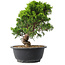 Juniperus chinensis Itoigawa, 24,5 cm, ± 15 anni