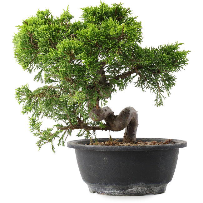 Juniperus chinensis Itoigawa, 23,5 cm, ± 15 Jahre alt