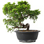 Juniperus chinensis Itoigawa, 23,5 cm, ± 15 Jahre alt