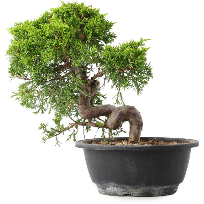Juniperus chinensis Itoigawa, 23,5 cm, ± 15 años